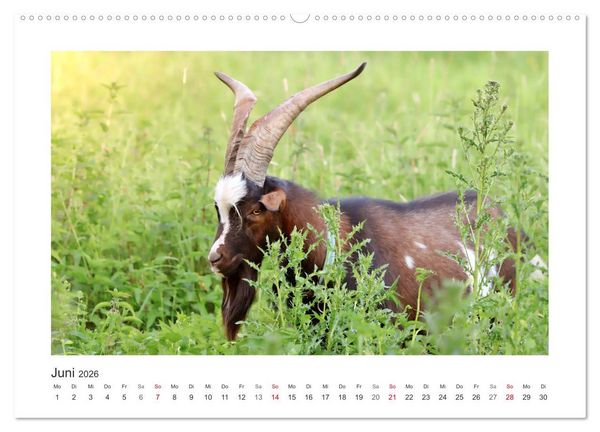 Produktbild: Wer zickt denn da? Mit Ziegen durchs Jahr (Wandkalender 2026 DIN A2 quer), CALVENDO Monatskalender