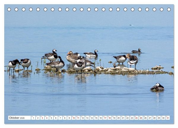 Produktbild: Sturmerprobt - V&ouml;gel an Nordfrieslands K&uuml;ste (Tischkalender 2026 DIN A5 quer), CALVENDO Monatskalender