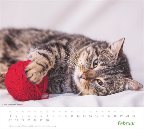 Produktbild: times&more Katzen Bildkalender 2027