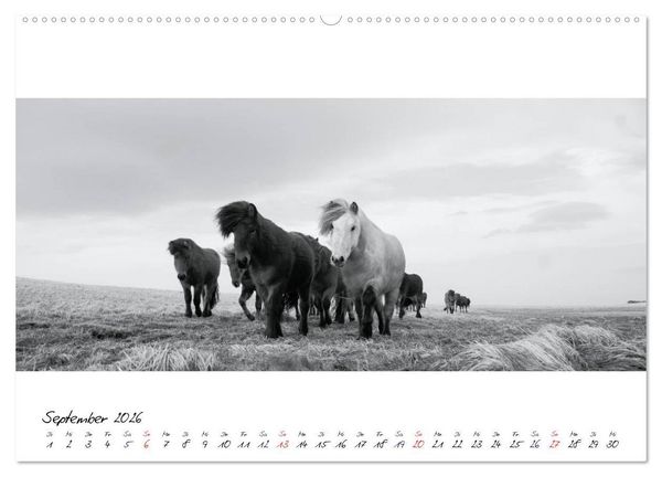 Produktbild: Islandpferde von Brimilsvellir (hochwertiger Premium Wandkalender 2026 DIN A2 quer), Kunstdruck in Hochglanz