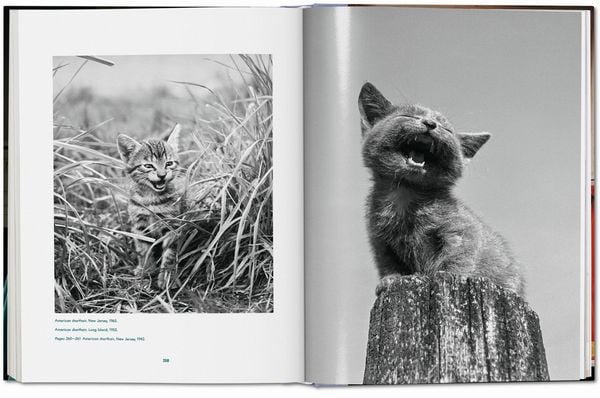 Produktbild: Walter Chandoha. Cats. Photographs 1942&ndash;2018