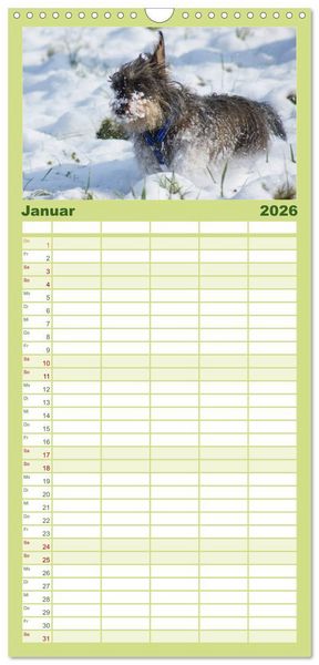 Produktbild: Familienplaner 2026 - Der Zwergrauhaardackel - Eigensinnig und Liebenswert mit 5 Spalten (Wandkalender, 21 x 45 cm) CALVENDO