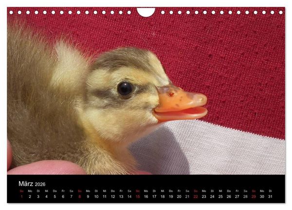 Produktbild: Laufentenk&uuml;ken - Sunny (Wandkalender 2026 DIN A4 quer), CALVENDO Monatskalender