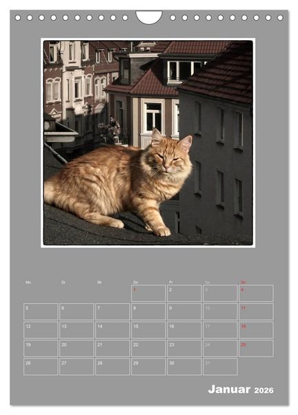 Produktbild: Katzen Blues / Planer (Wandkalender 2026 DIN A4 hoch), CALVENDO Monatskalender