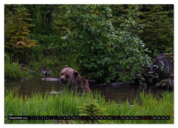 Produktbild: Grizzlys und Geisterb&auml;ren - Glendale Cove, Kanada (Wandkalender 2026 DIN A2 quer), CALVENDO Monatskalender