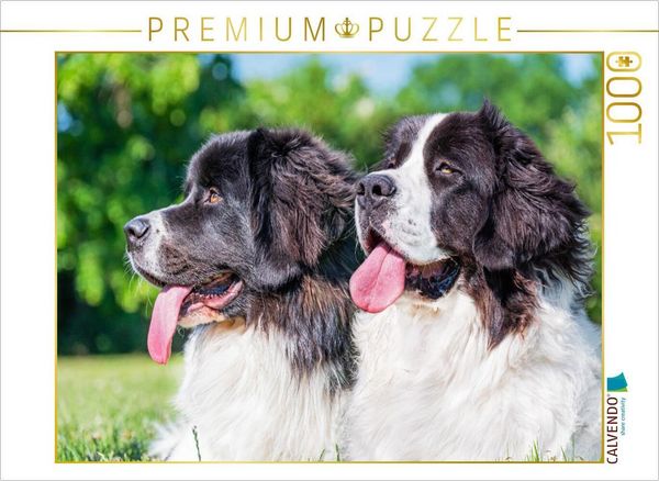 Produktbild: CALVENDO Puzzle Portr&auml;t von zwei Landseer-H&uuml;ndinnen | 1000 Teile Lege-Gr&ouml;&szlig;e 64x48cm Foto-Puzzle f&uuml;r gl&uuml;ckliche Stunden