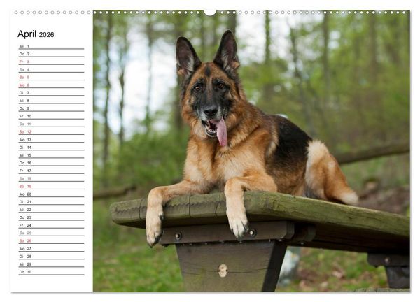 Produktbild: Deutsche Sch&auml;ferhunde - Senioren auf vier Pfoten (hochwertiger Premium Wandkalender 2026 DIN A2 quer), Kunstdruck in Hochglanz