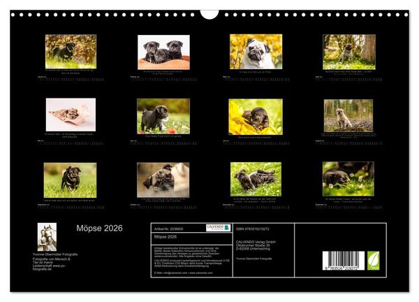 Produktbild: M&ouml;pse 2026 (Wandkalender 2026 DIN A3 quer), CALVENDO Monatskalender