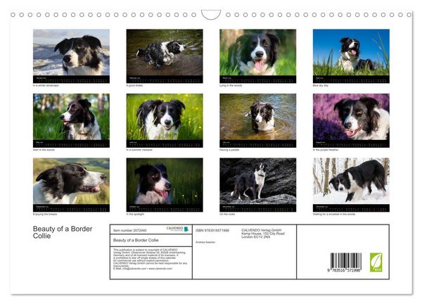 Produktbild: Beauty of a Border Collie (Wall Calendar 2026 DIN A3 landscape), CALVENDO 12 Month Wall Calendar