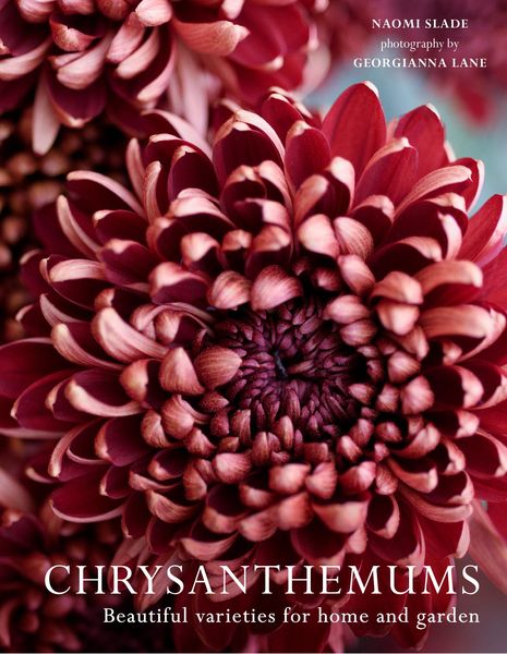 Produktbild: Chrysanthemums