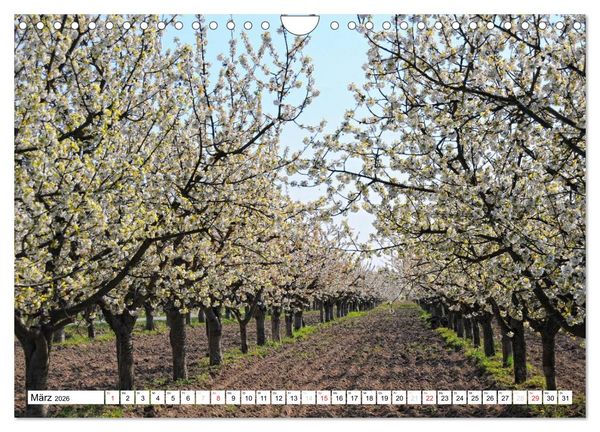 Produktbild: Vier Jahreszeiten im Land Brandenburg (Wandkalender 2026 DIN A4 quer), CALVENDO Monatskalender