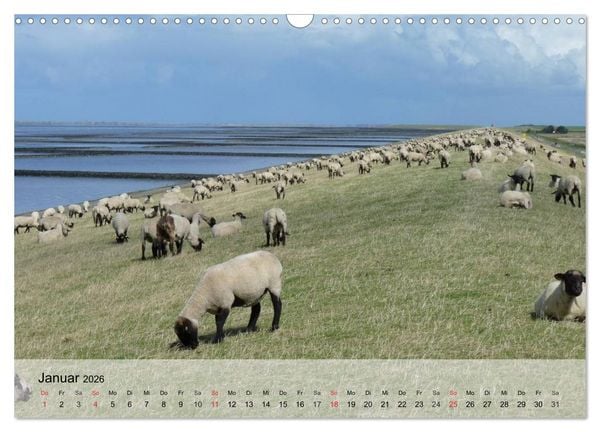 Produktbild: Schafe z&auml;hlen leicht gemacht! (Wandkalender 2026 DIN A3 quer), CALVENDO Monatskalender