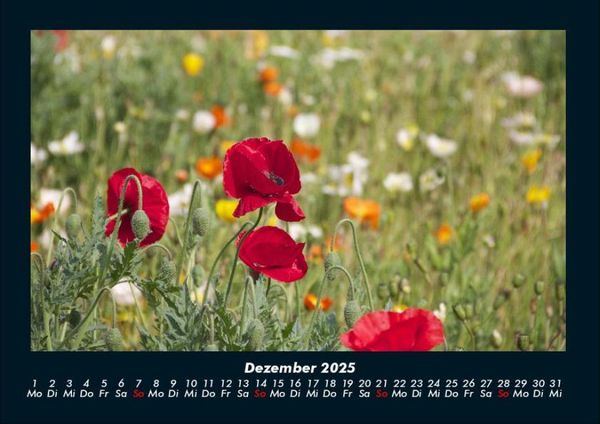 Produktbild: Blumenträume 2025 Fotokalender DIN A4