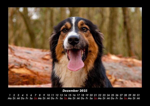 Produktbild: Hundezauber 2025 Fotokalender DIN A3