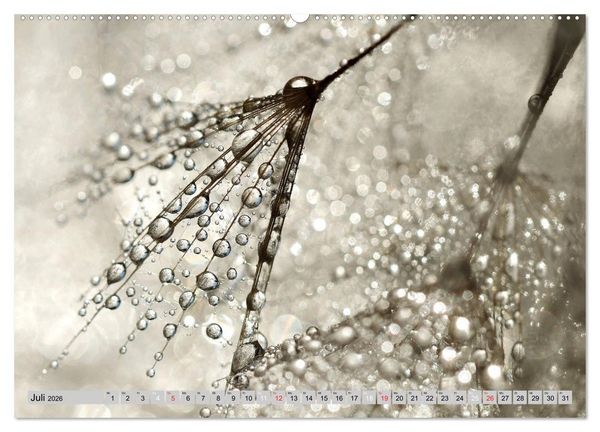 Produktbild: PusteblumenZauber (hochwertiger Premium Wandkalender 2026 DIN A2 quer), Kunstdruck in Hochglanz