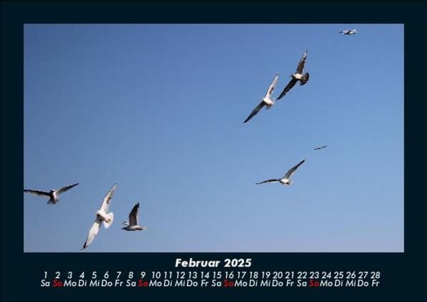 Produktbild: M&ouml;wen 2025 Fotokalender DIN A5