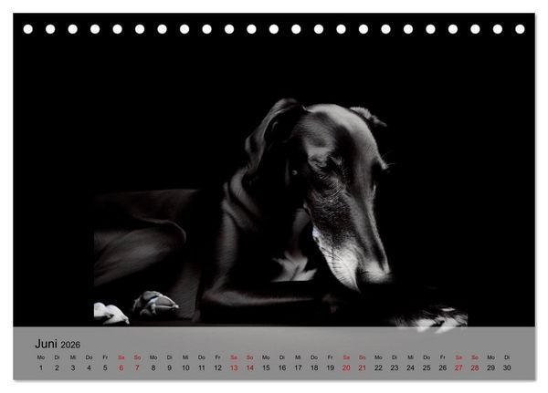Produktbild: Black is beautiful (Tischkalender 2026 DIN A5 quer), CALVENDO Monatskalender