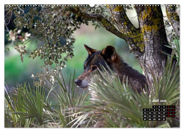 Produktbild: Willkommen Wolf (hochwertiger Premium Wandkalender 2026 DIN A2 quer), Kunstdruck in Hochglanz