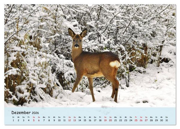 Produktbild: Wilder Nordosten - Aug in Aug mit Tieren der Ostseeregion (Wandkalender 2026 DIN A2 quer), CALVENDO Monatskalender