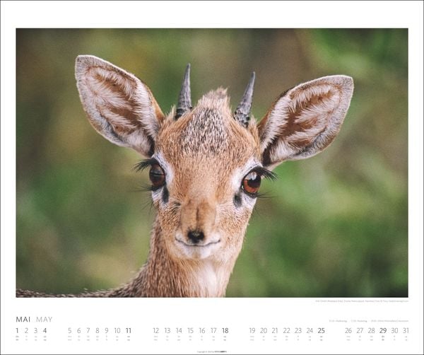 'African Wildlife Kalender 2025' 'Wandkalender'