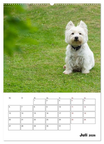 Produktbild: West Highland White Terrier - Herzensbrecher auf vier Pfoten (Wandkalender 2026 DIN A2 hoch), CALVENDO Monatskalender