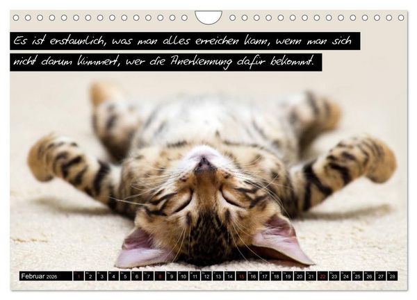 Produktbild: Der "philosophische" Katzenkalender 2026 (Wandkalender 2026 DIN A4 quer), CALVENDO Monatskalender
