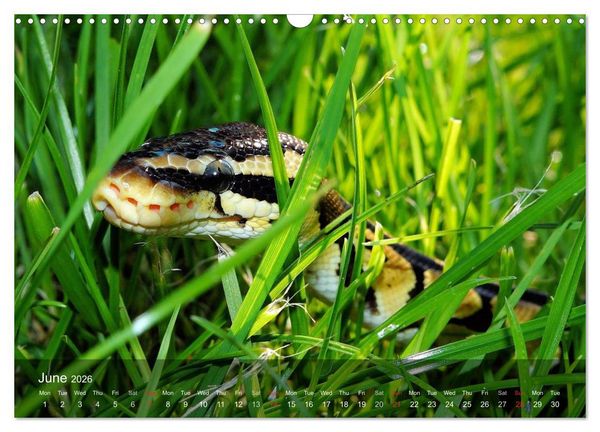 Produktbild: Reptiles Colorful beauties (Wall Calendar 2026 DIN A3 landscape), CALVENDO 12 Month Wall Calendar