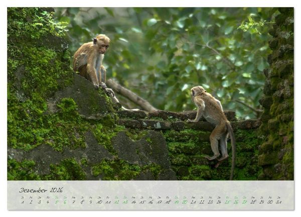 Produktbild: Verliebt in Sri Lanka (Wandkalender 2026 DIN A3 quer), CALVENDO Monatskalender