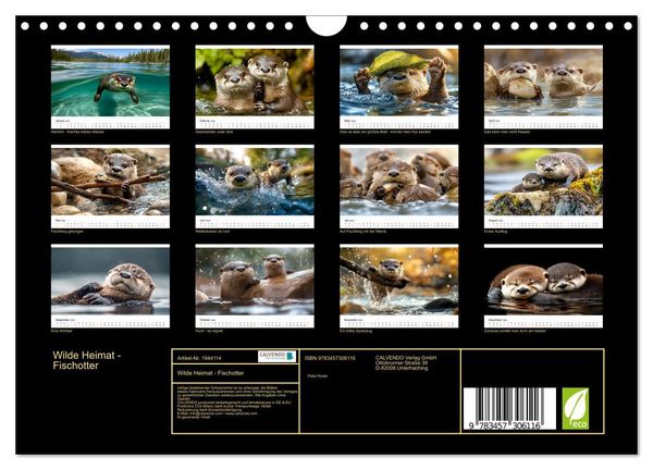 Produktbild: Wilde Heimat - Fischotter (Wandkalender 2026 DIN A4 quer), CALVENDO Monatskalender