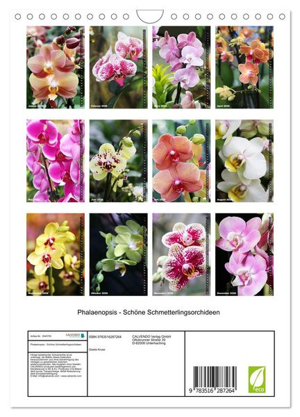 Produktbild: Phalaenopsis - Sch&ouml;ne Schmetterlingsorchideen (Wandkalender 2026 DIN A4 hoch), CALVENDO Monatskalender