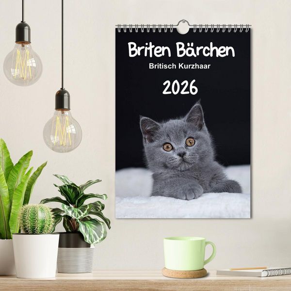 Produktbild: Briten B&auml;rchen &ndash; Britisch Kurzhaar 2026 (Wandkalender 2026 DIN A4 hoch), CALVENDO Monatskalender