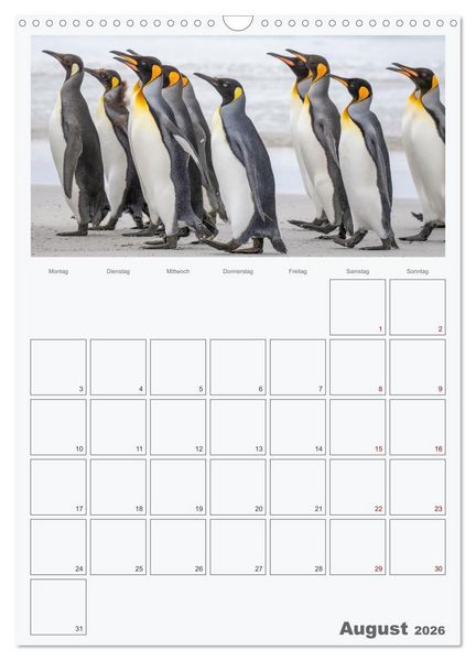 Produktbild: Alltag bei den Pinguinen auf Falkland (Wandkalender 2026 DIN A3 hoch), CALVENDO Monatskalender