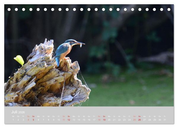 Produktbild: Der Eisvogel, ein Juwel der Natur (Tischkalender 2026 DIN A5 quer), CALVENDO Monatskalender