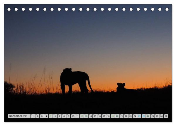 Produktbild: L&ouml;wen. Die K&ouml;nige Afrikas (Tischkalender 2026 DIN A5 quer), CALVENDO Monatskalender