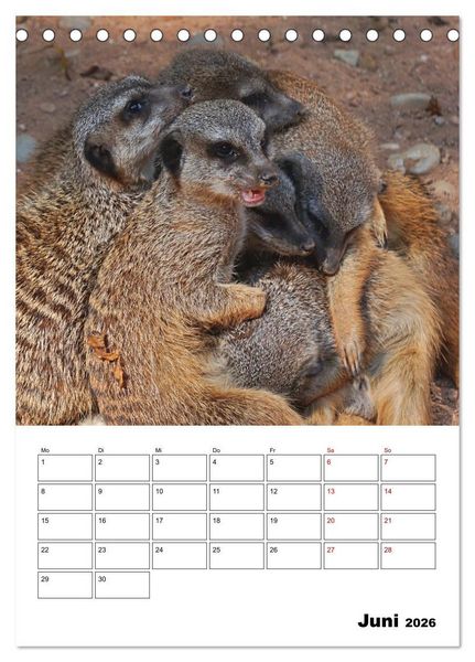 Produktbild: Niedliche Erdm&auml;nnchen (Tischkalender 2026 DIN A5 hoch), CALVENDO Monatskalender