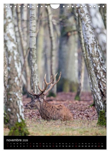 Produktbild: LE CERF EN FRANCE (Calendrier mural 2026 DIN A4 horizontal), CALVENDO calendrier mensuel