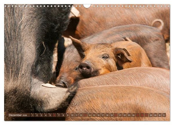 Produktbild: Gl&uuml;ckliche Schweine Berkshire-Iberico Ferkel (Wandkalender 2026 DIN A3 quer), CALVENDO Monatskalender