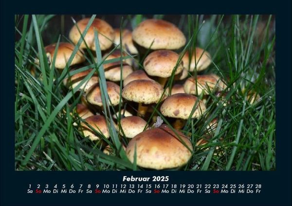 Produktbild: Pilzkalender 2025 Fotokalender DIN A4