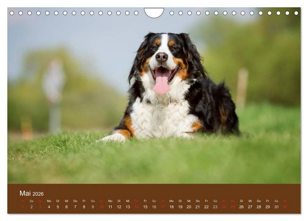 Produktbild: Berner Sennenhunde (Wandkalender 2026 DIN A4 quer), CALVENDO Monatskalender