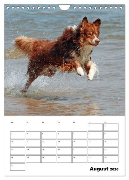 Produktbild: Australian Shepherd (Wandkalender 2026 DIN A4 hoch), CALVENDO Monatskalender