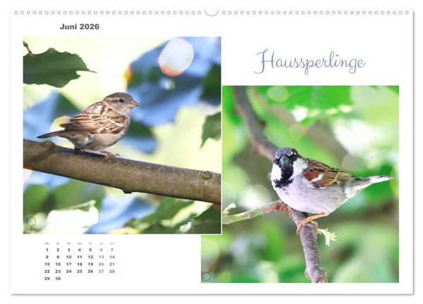 Produktbild: Vogel-P&auml;rchen (hochwertiger Premium Wandkalender 2026 DIN A2 quer), Kunstdruck in Hochglanz