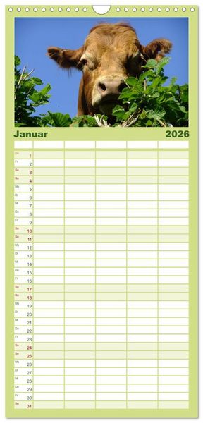 Produktbild: Familienplaner 2026 - K&uuml;he mit 5 Spalten (Wandkalender, 21 x 45 cm) CALVENDO