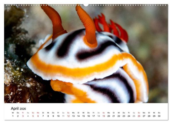 Produktbild: Highlights aus dem Meer - Tauchkalender (Wandkalender 2026 DIN A2 quer), CALVENDO Monatskalender