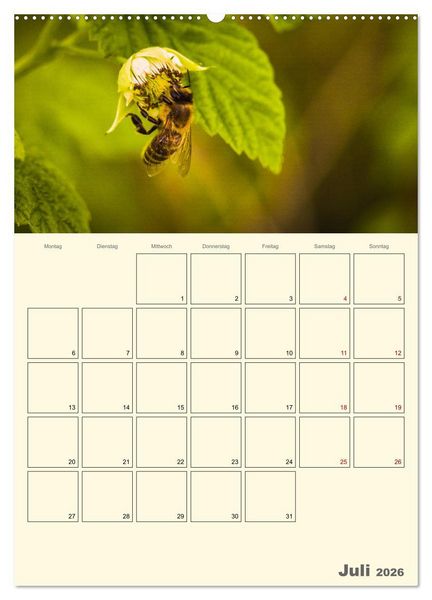 Produktbild: Bienen im Naturgarten (Wandkalender 2026 DIN A2 hoch), CALVENDO Monatskalender