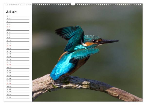 Produktbild: Eisv&ouml;gel (hochwertiger Premium Wandkalender 2026 DIN A2 quer), Kunstdruck in Hochglanz