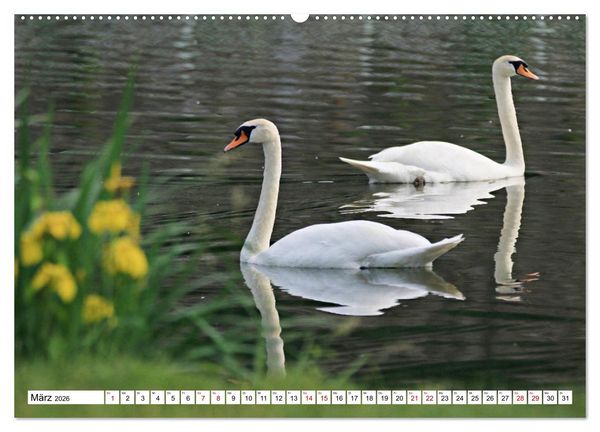 Produktbild: Schw&auml;ne - imposant und faszinierend (Wandkalender 2026 DIN A2 quer), CALVENDO Monatskalender