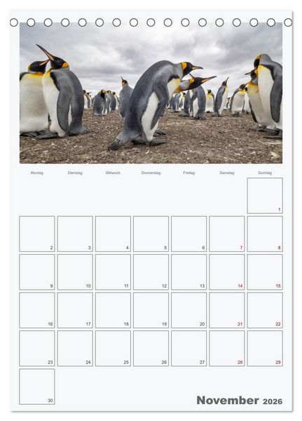 Produktbild: Alltag bei den Pinguinen auf Falkland (Tischkalender 2026 DIN A5 hoch), CALVENDO Monatskalender