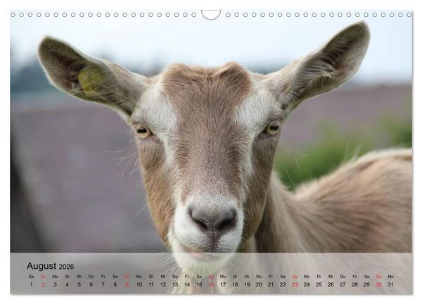 Produktbild: Ziegen. Kluge Freigeister (Wandkalender 2026 DIN A3 quer), CALVENDO Monatskalender