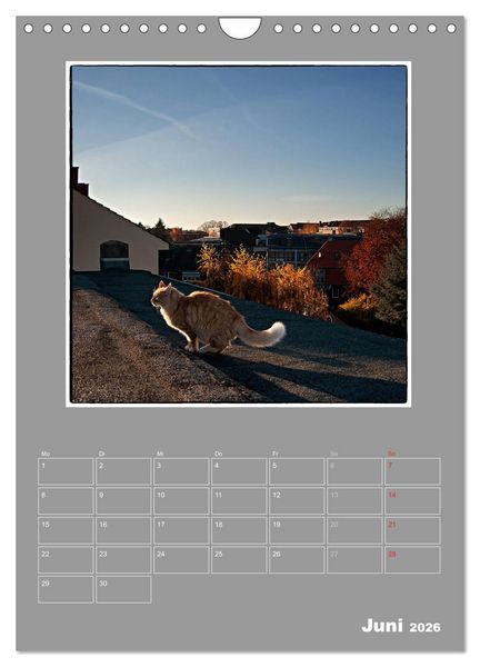 Produktbild: Katzen Blues / Planer (Wandkalender 2026 DIN A4 hoch), CALVENDO Monatskalender