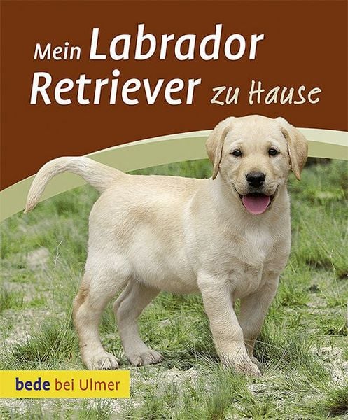 Produktbild: Mein Labrador Retriever zu Hause